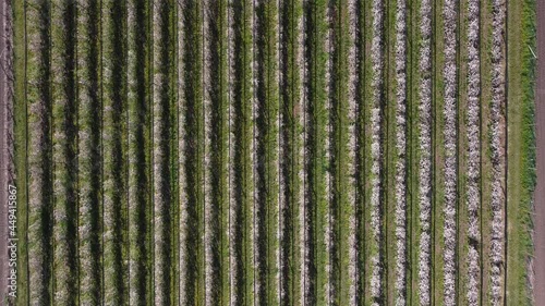 Slow downward rocket drone shot towards the orchard