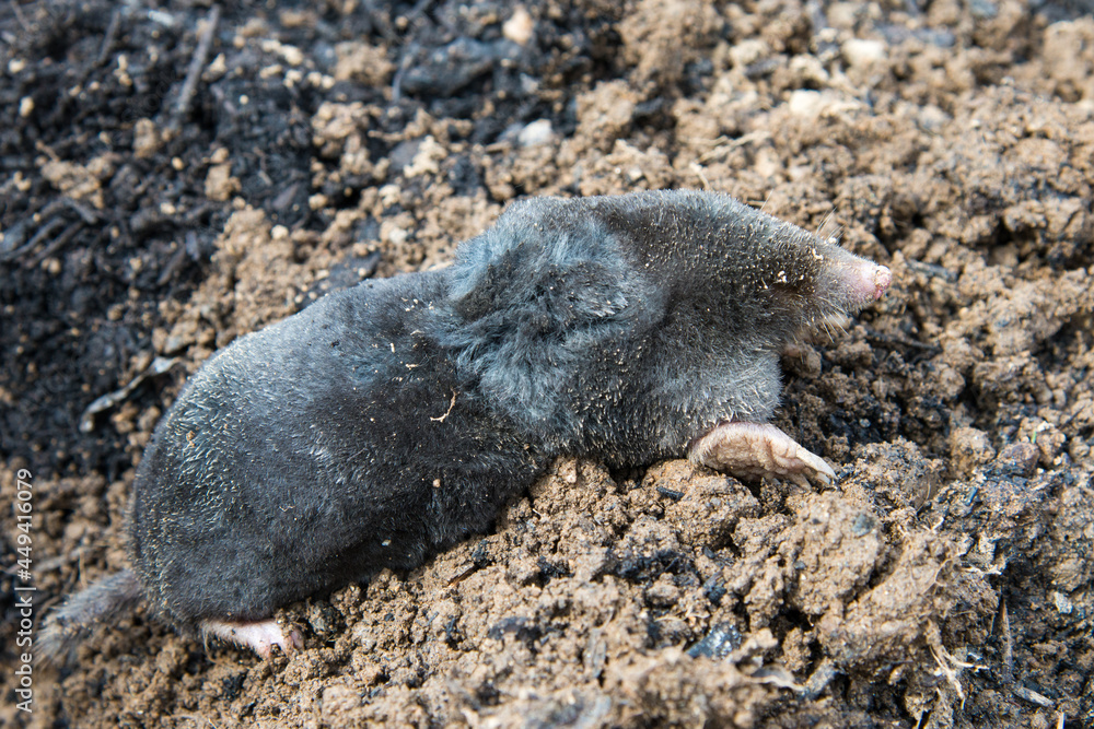 Dead mole lying on th top of the mole hill Dead mole lying on th top of the mole hill