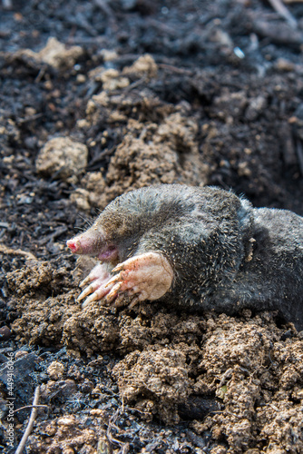 Dead mole lying on th top of the mole hill