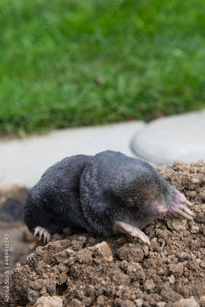 Dead mole caught by a trap Dead mole caught by a trap