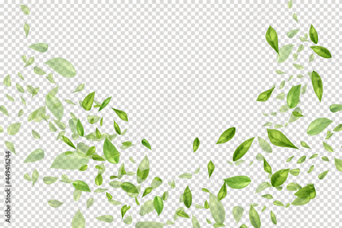 Flying or falling tea or mint leaves on white background.