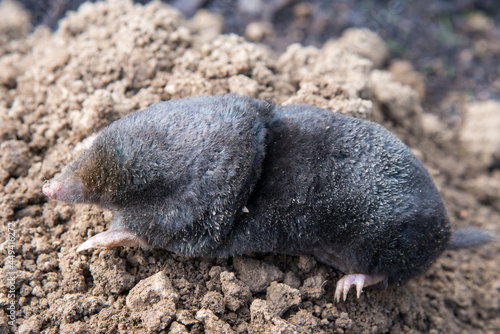 Dead mole caught by a trap