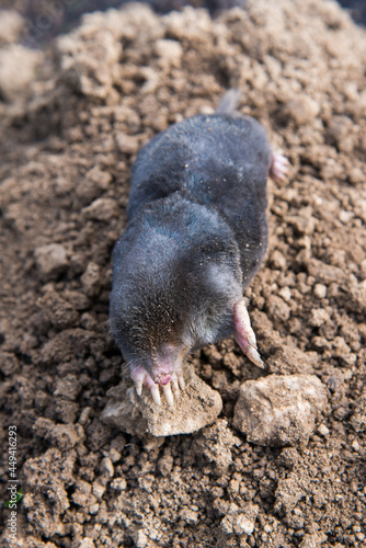 Dead mole caught by a trap