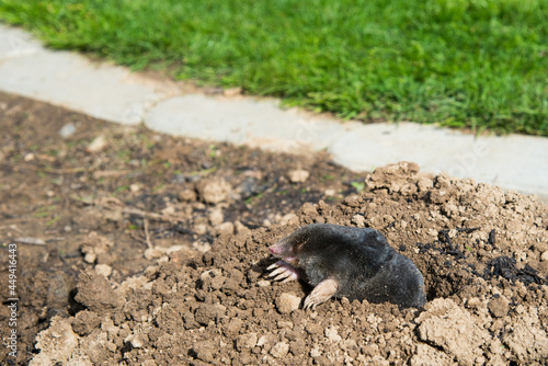 lawn destoryed by the mole photo