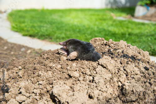 lawn destoryed by the mole © kubais