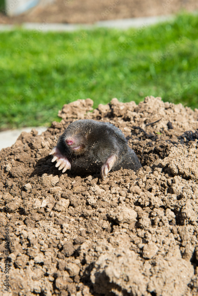 lawn destoryed by the mole