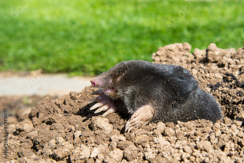 lawn destoryed by the mole © kubais