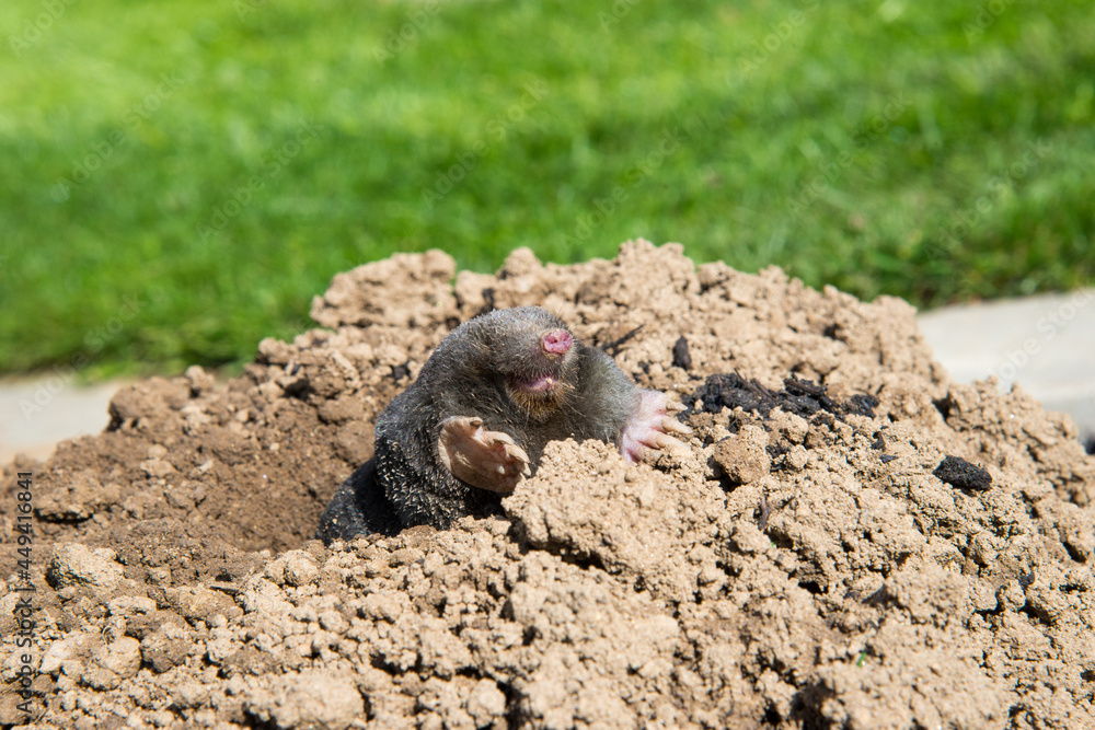 European mole on the top of the mole hill European mole on the top of the mole hill