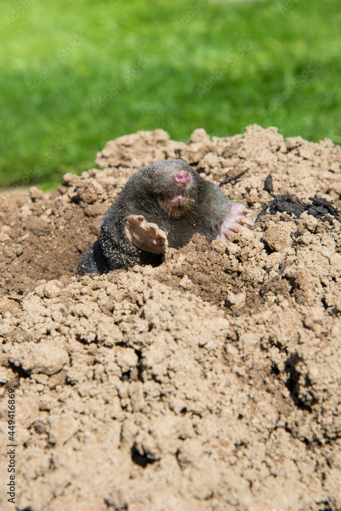 European mole on the top of the mole hill European mole on the top of the mole hill