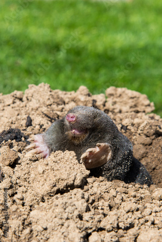 European mole on the top of the mole hill