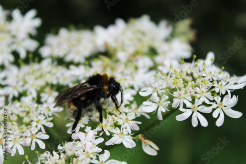 bee on a flower © Rowan