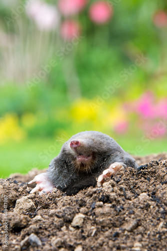 Mole [Talpa europaea] as a pest in the garden destroying lawn