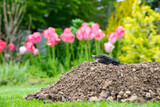 Mole [Talpa europaea] as a pest in the garden destroying lawn