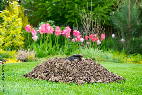 Mole [Talpa europaea] as a pest in the garden destroying lawn photo