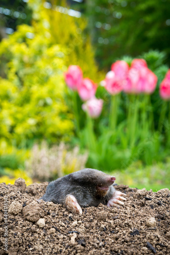 Mole [Talpa europaea] in the lawn inside the flower garden