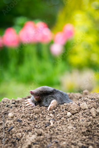 Mole [Talpa europaea] in the lawn inside the flower garden