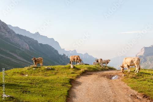 herd of cows grazing peacefully near a high mountain road in Picos de Europa at sunset.