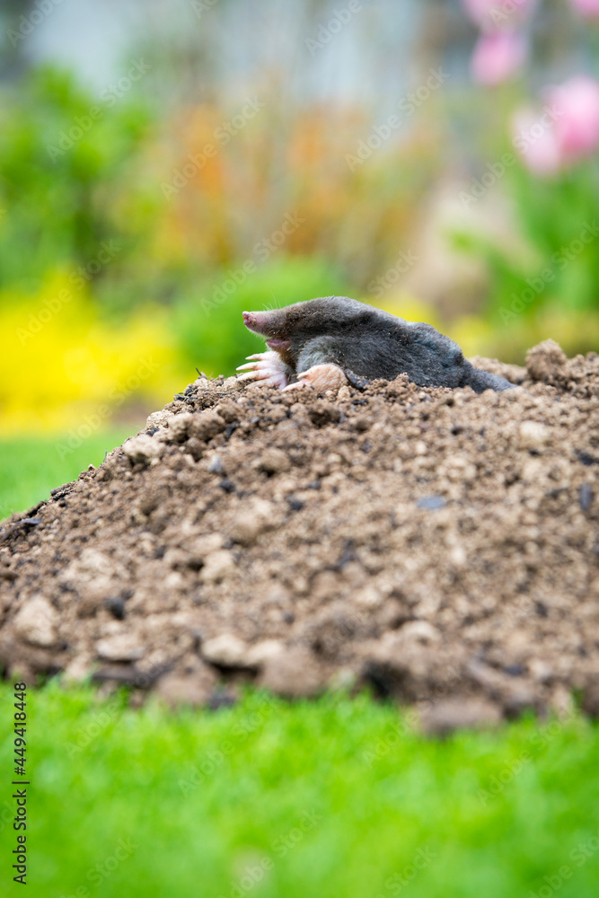 Mole animal peeking from the tunnel Mole animal peeking from the tunnel