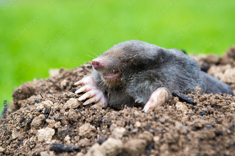 Mole animal peeking from the tunnel Mole animal peeking from the tunnel