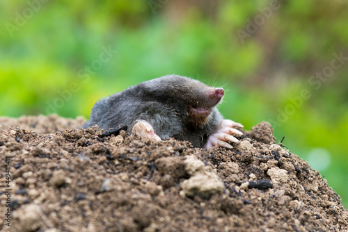 Mole animal peeking from the tunnel © kubais