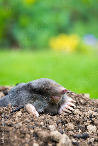 Mole animal peeking from the tunnel © kubais