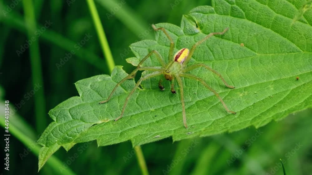Green huntsman spider (Micrommata virescens) perching on a leaf in vegetation Green huntsman spider (Micrommata virescens) perching on a leaf in vegetation