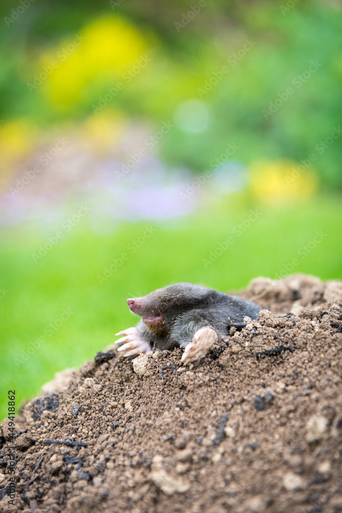 Mole crawling out of the tunnel - making damge to the lawn Mole crawling out of the tunnel - making damge to the lawn
