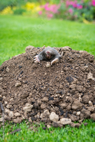 Mole crawling out of the tunnel - making damge to the lawn