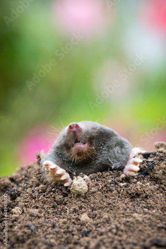 Mole crawling out of the tunnel - making damge to the lawn © kubais