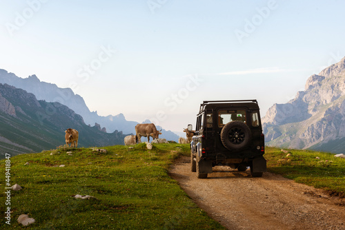 Rear view of off-road car driving on a high mountain track with a herd of cows grazing nearby.