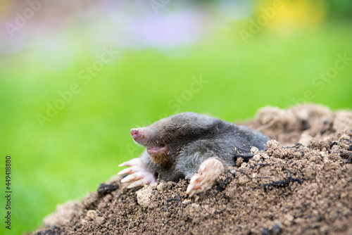 Mole crawling out of the tunnel - making damge to the lawn photo