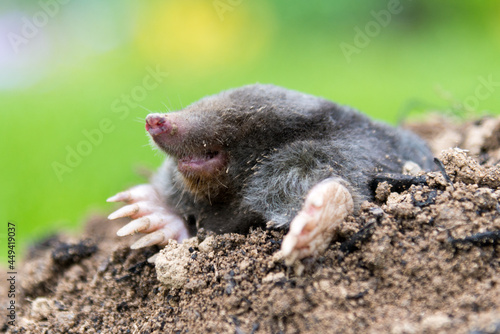 Mole crawling out of the tunnel - making damge to the lawn