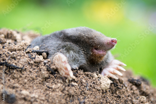 Mole crawling out of the tunnel - making damge to the lawn © kubais