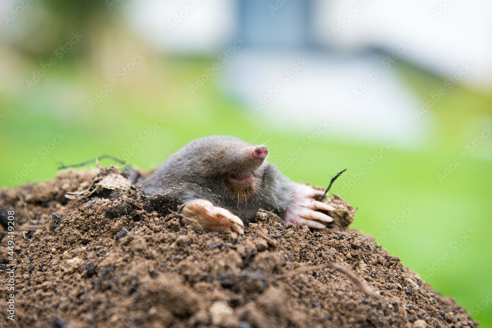 Mole crawling out of the tunnel - making damge to the lawn Mole crawling out of the tunnel - making damge to the lawn