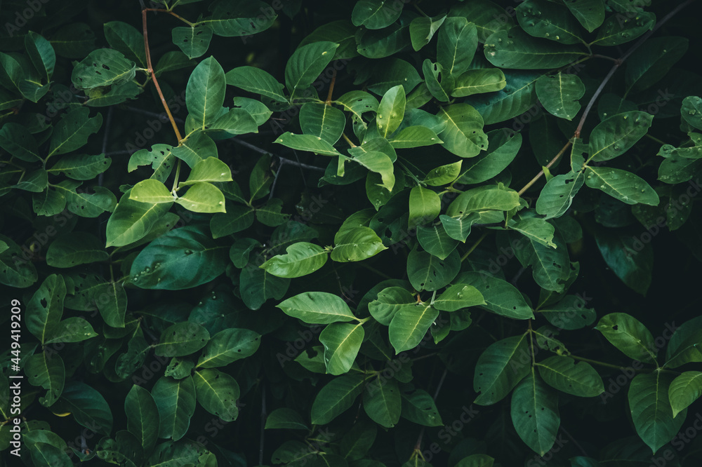 leaf in dark green texture, abstract pattern nature background leaf in dark green texture, abstract pattern nature background