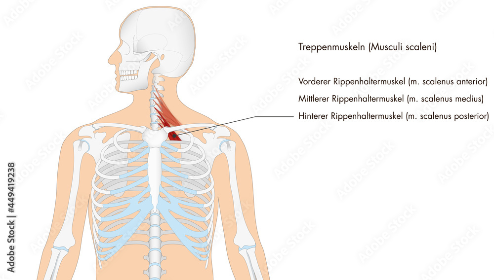 Anatomie - Muskulatur - Musculi scaleni - deutsche Beschriftung Stock ...