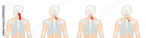 Anatomie - Muskulatur des Menschen - Halsmuskulatur