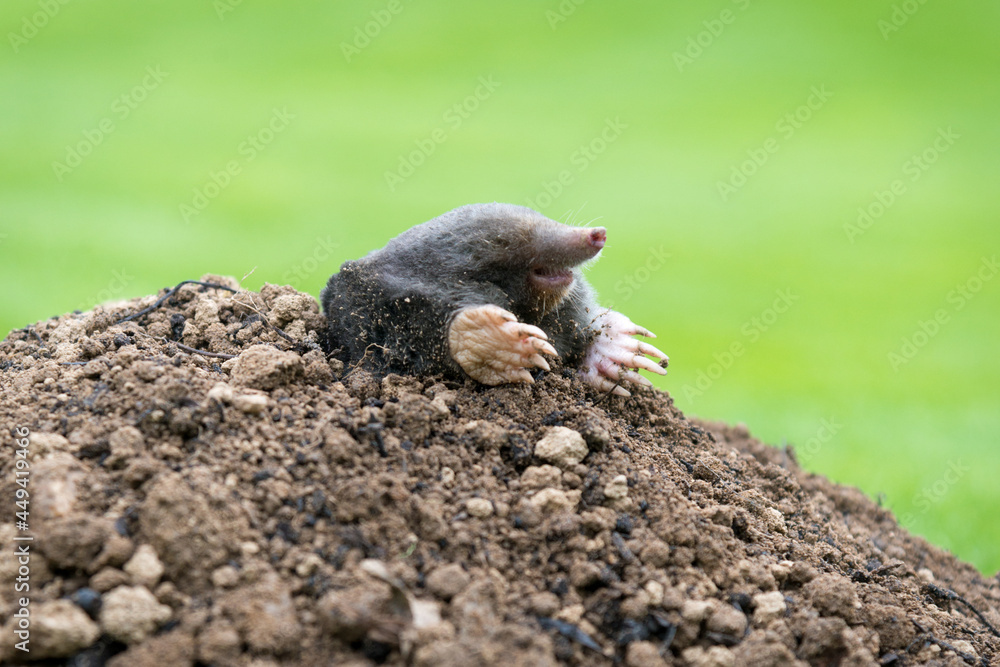 Mole crawling out of the tunnel - making damge to the lawn Mole crawling out of the tunnel - making damge to the lawn