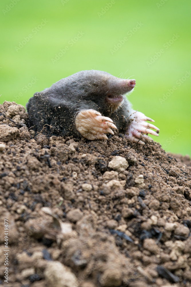 Mole crawling out of the tunnel - making damge to the lawn Mole crawling out of the tunnel - making damge to the lawn