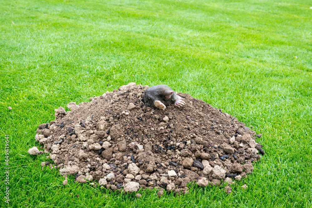 Mole on the top of the mole hill Mole on the top of the mole hill