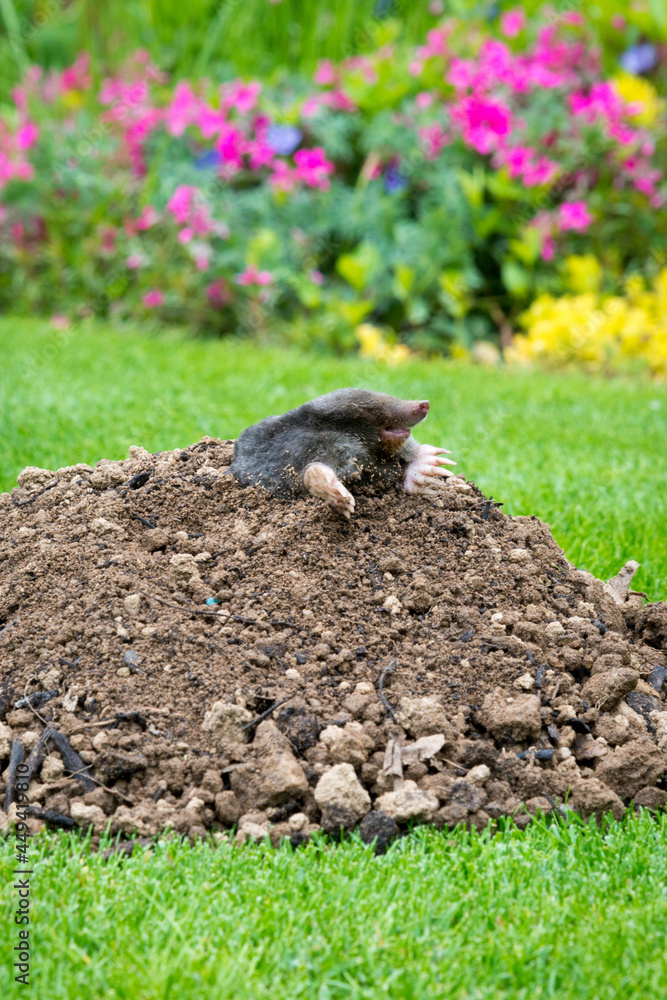 Mole on the top of the mole hill Mole on the top of the mole hill