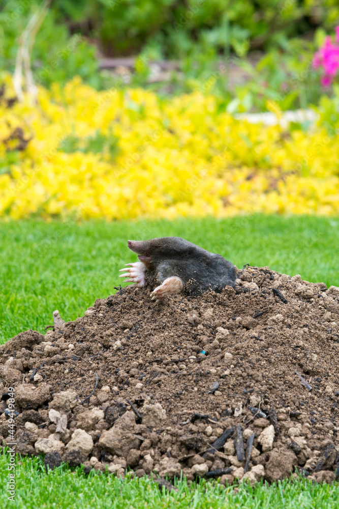 Mole on the top of the mole hill Mole on the top of the mole hill