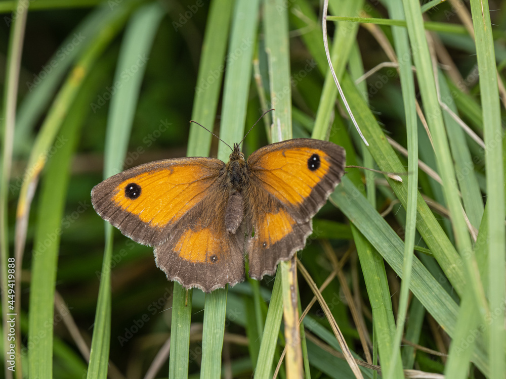 Female Gatekeeper Butterfly Resting on Grass Female Gatekeeper Butterfly Resting on Grass