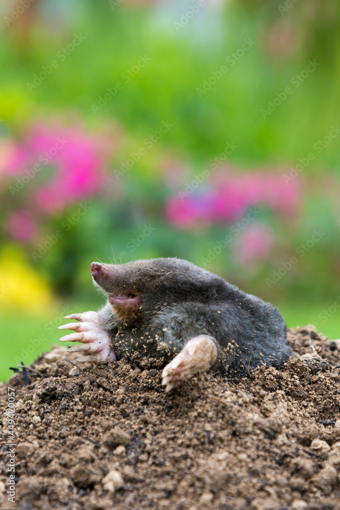 Mole on the top of the mole hill Mole on the top of the mole hill