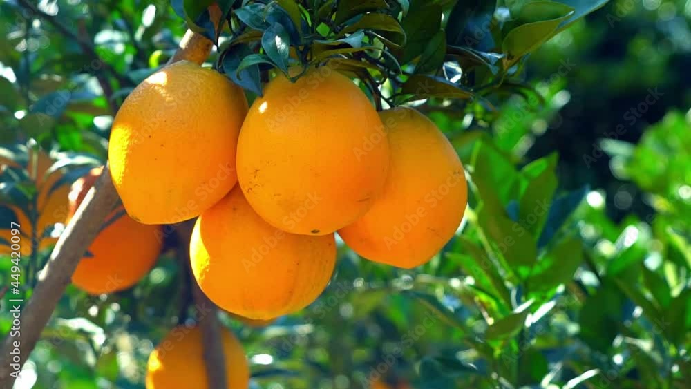 Close-up of four yellow oranges hanging off the green branches in southern China, sweet and delicious Close-up of four yellow oranges hanging off the green branches in southern China, sweet and delicious