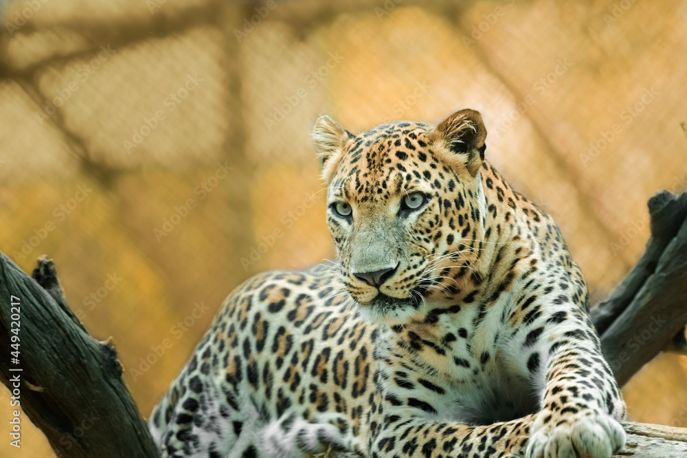 Obraz premium Leopard having rest on a tree