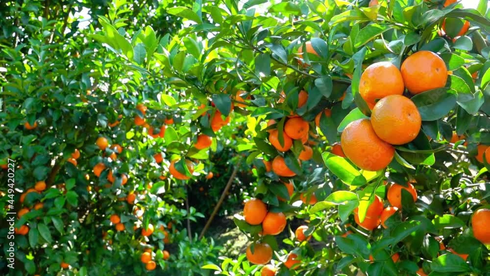 In the orchard, the orange tree is full of yellow oranges. In the orchard, the orange tree is full of yellow oranges.