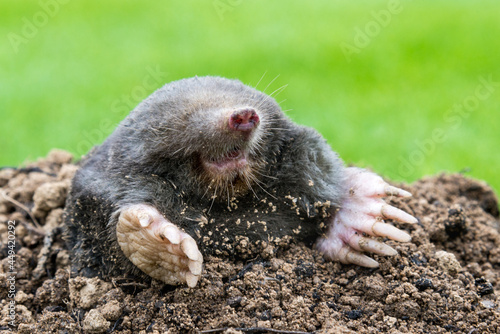 Mole on the top of the mole hill