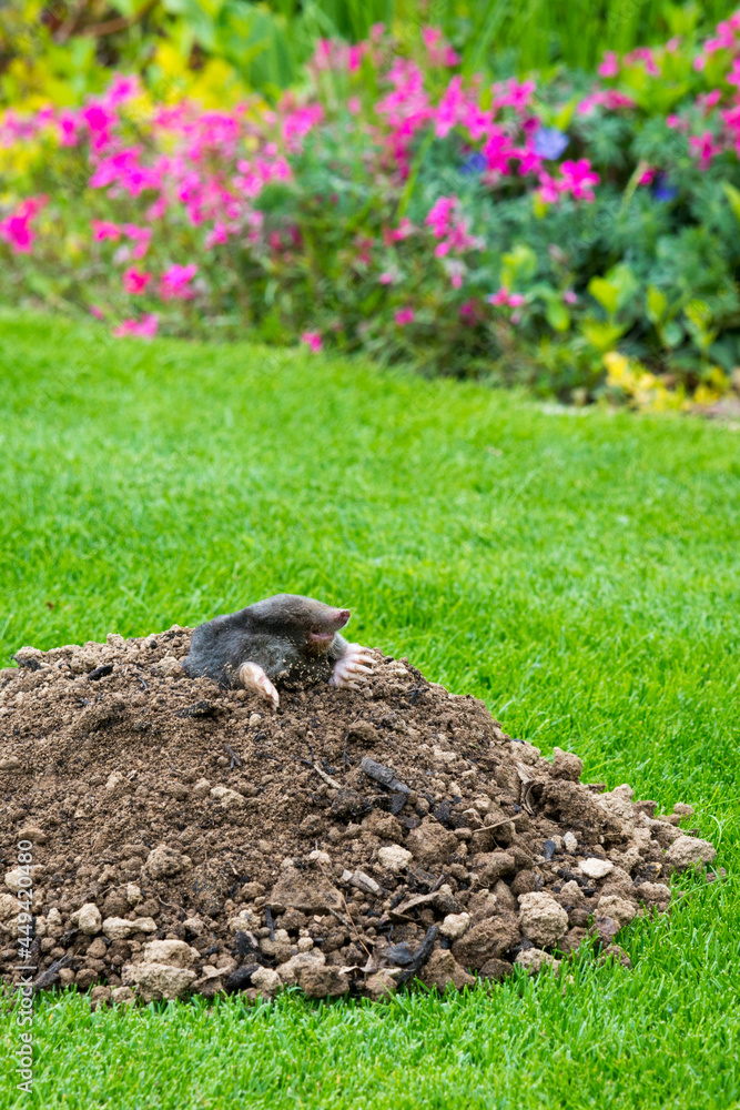 Mole - talpa europaea - peaking from the mole hill on the law inside flower garden Mole - talpa europaea - peaking from the mole hill on the law inside flower garden