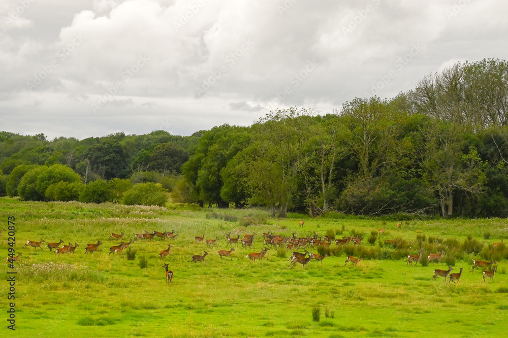 Herd of fallow deer running through a meadow in ther New Forest